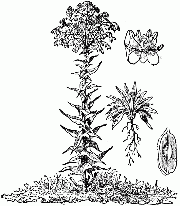 Woad 3.gif